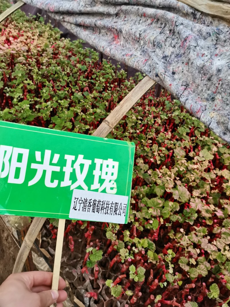 阳光玫瑰营养钵苗
