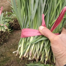 河北临漳陆地韭菜大量上市，有需要的