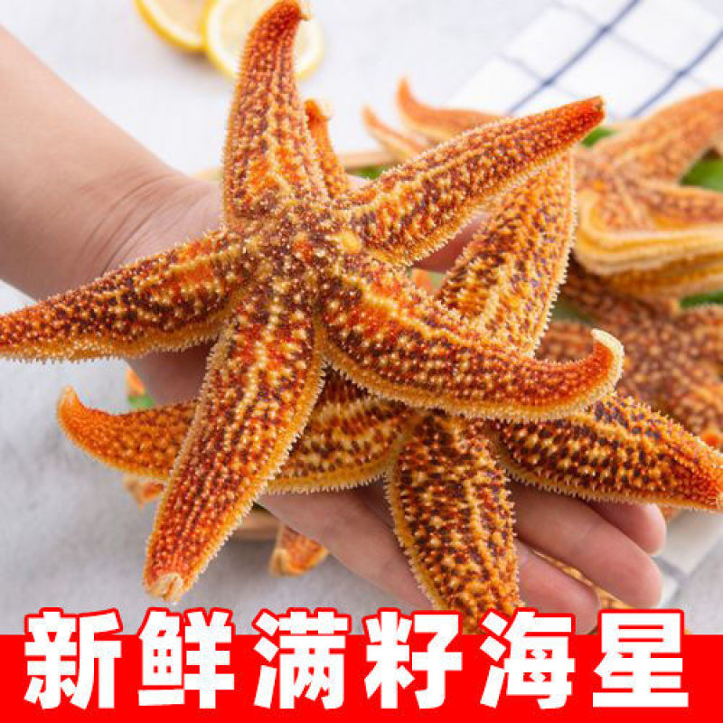 海星海鲜鲜活水产满籽青岛五角星海五星熟冻活的大海星新