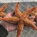 海星海鲜鲜活水产满籽青岛五角星海五星熟冻活的大海星新