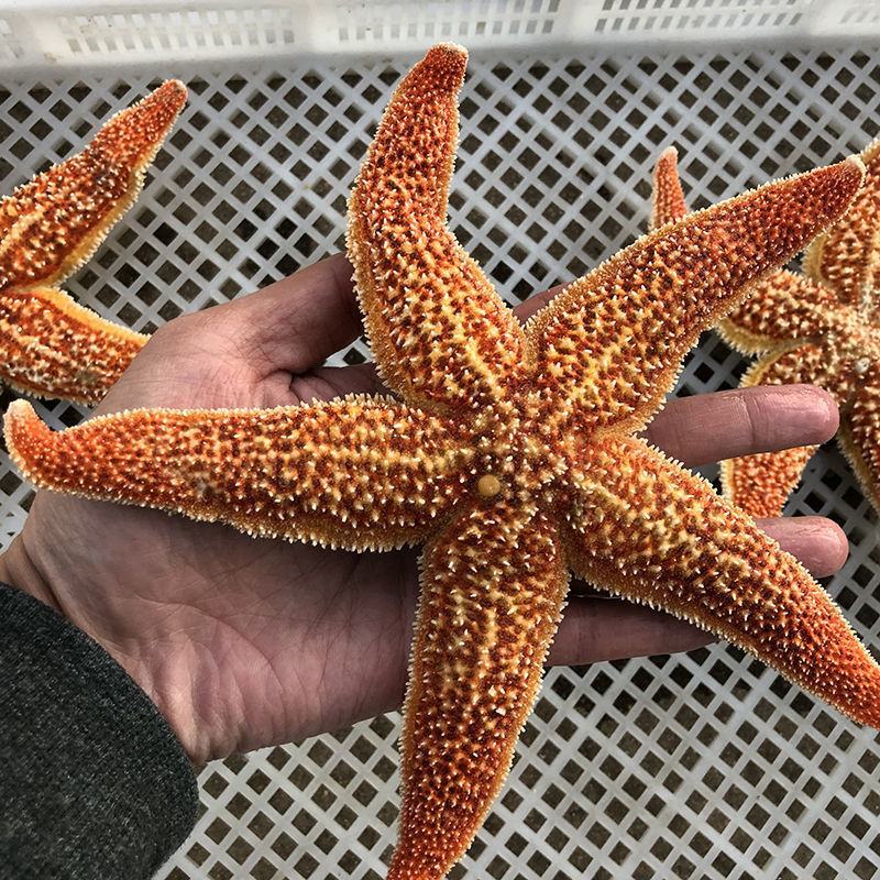 海星海鲜鲜活水产满籽青岛五角星海五星熟冻活的大海星新
