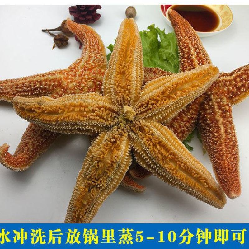 海星海鲜鲜活水产满籽青岛五角星海五星熟冻活的大海星新