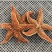 海星海鲜鲜活水产满籽青岛五角星海五星熟冻活的大海星新