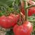 【优选】普罗旺斯，硬粉西红柿产地直供，爽口清脆，酸甜口