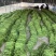 品种齐全：质量标准，价格合理，量大从优，欢迎下单
