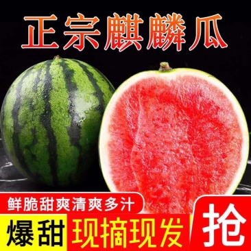 正宗山东2K麒麟手掰小西瓜