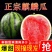 正宗山东2K麒麟手掰小西瓜