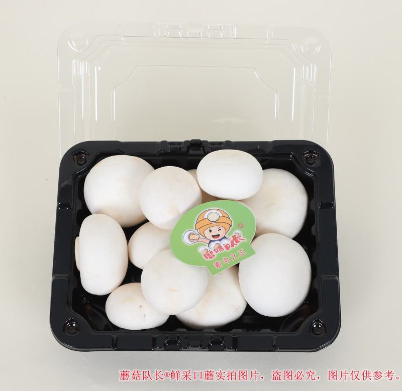 优质口蘑，各种规格，承接社区团购平台，电商，微商代理等。