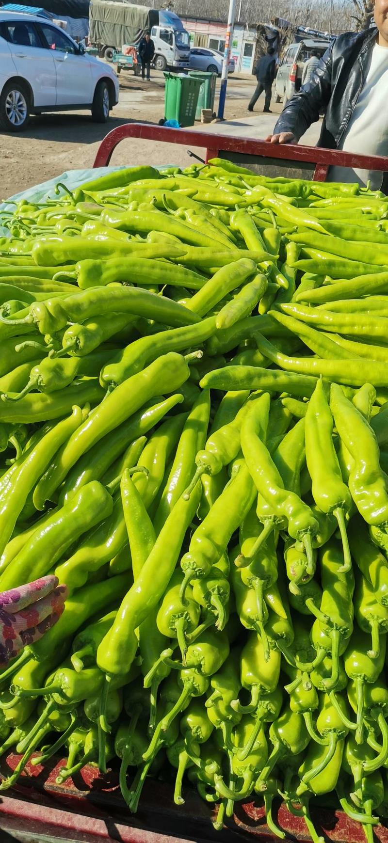 莘县各种蔬菜大量供应产地直发对接商超电商各大场专卖精品！