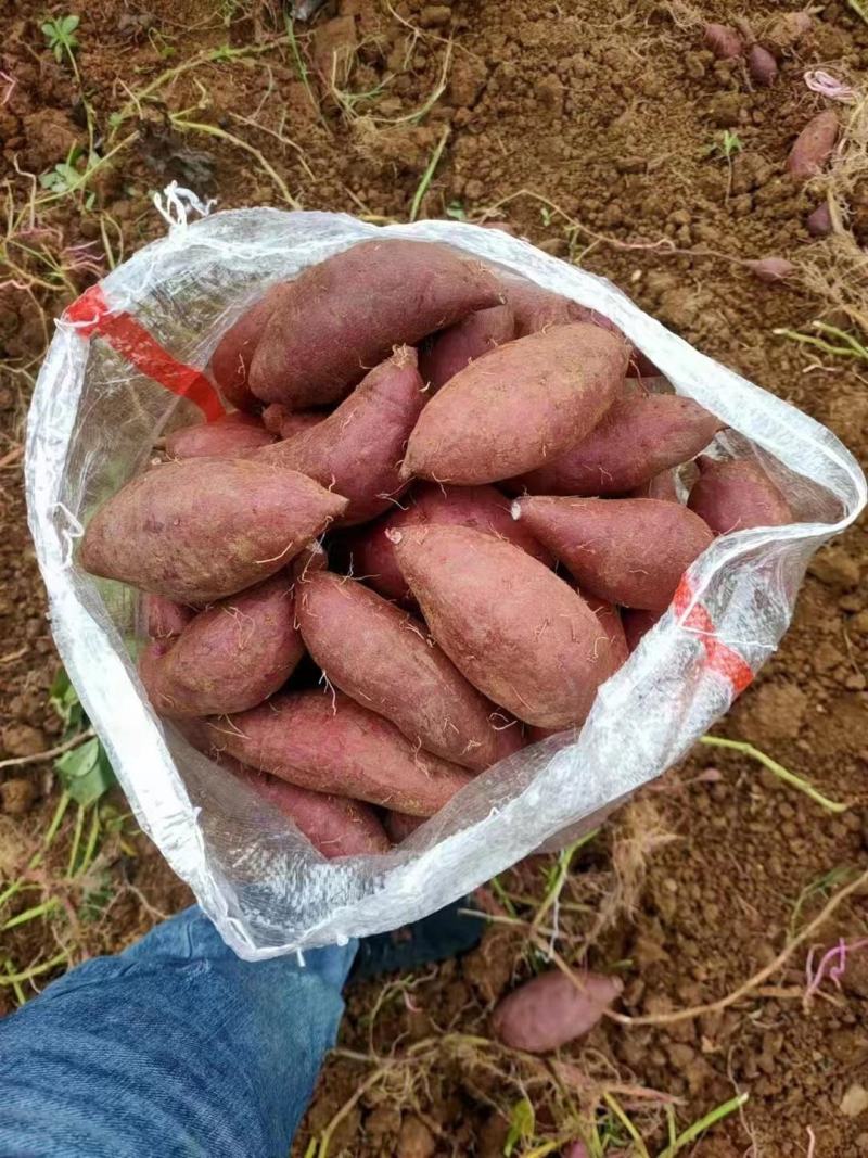 精选紫罗兰紫薯现货量大香甜粉糯无筋无丝产地直发承接电商等