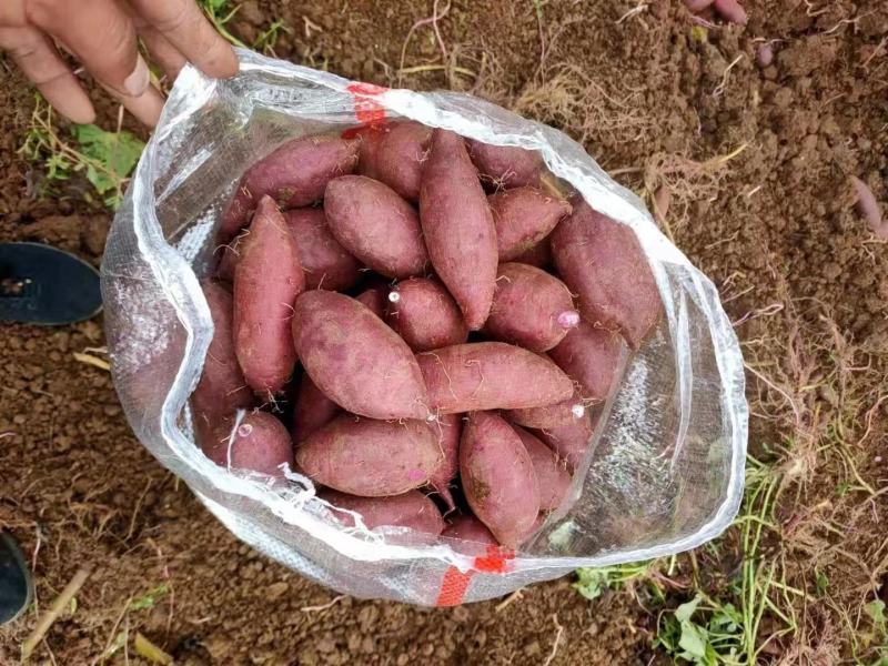 精选紫罗兰紫薯现货量大香甜粉糯无筋无丝产地直发承接电商等