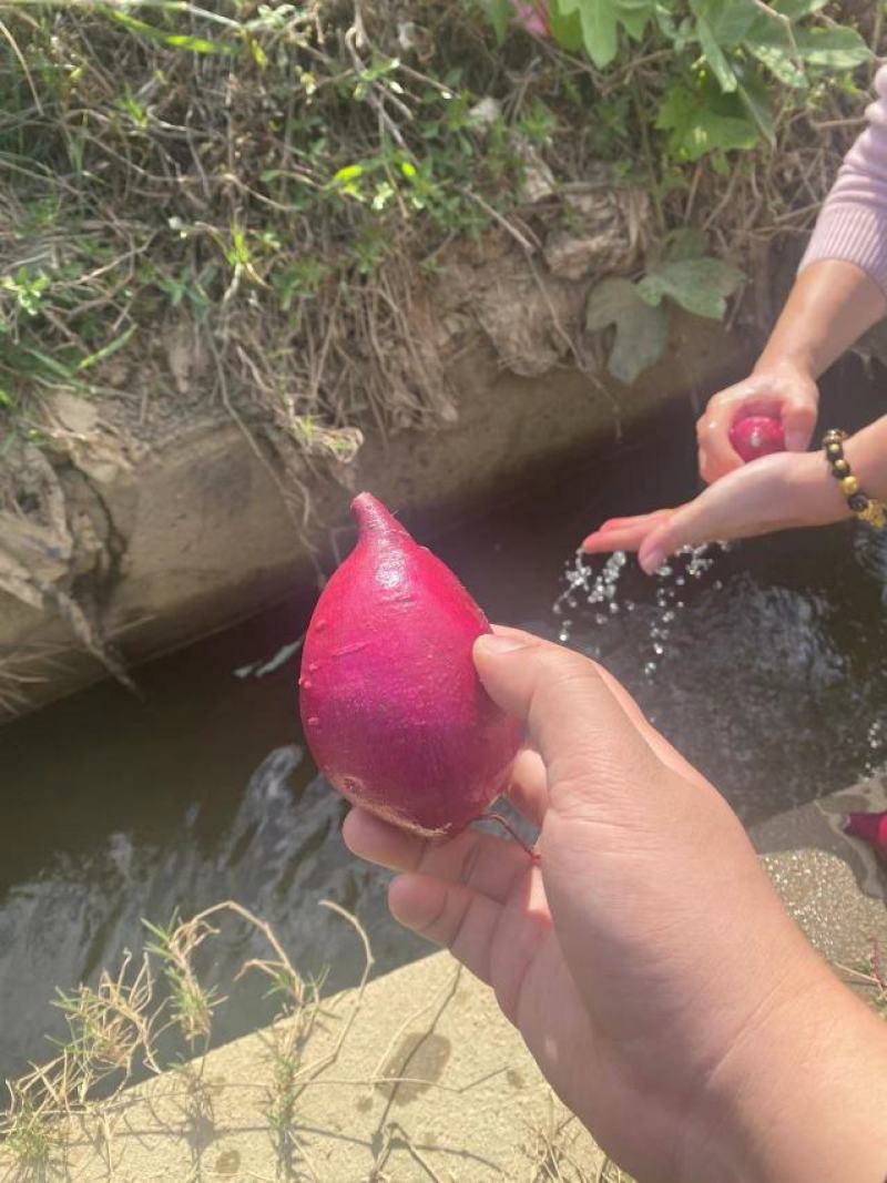 精选紫罗兰紫薯现货量大香甜粉糯无筋无丝产地直发承接电商等