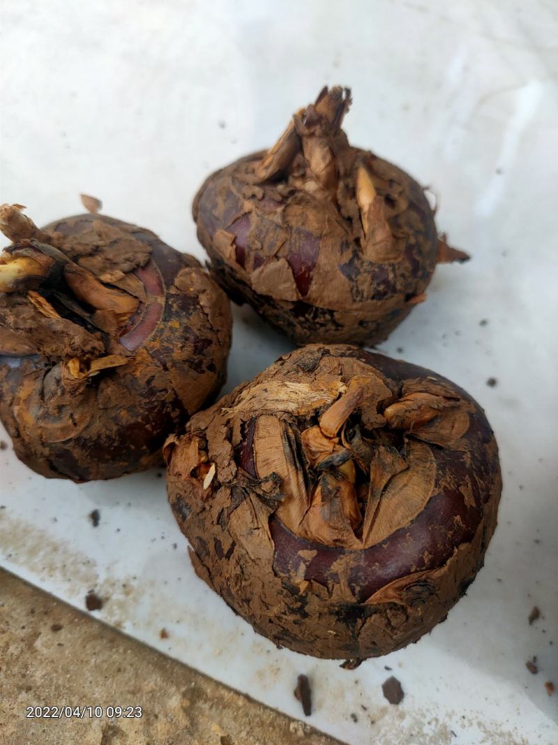 马蹄毛马蹄荸荠