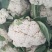 陕西有机菜花，松花菜，菜花基地欢迎各大市场电商对接