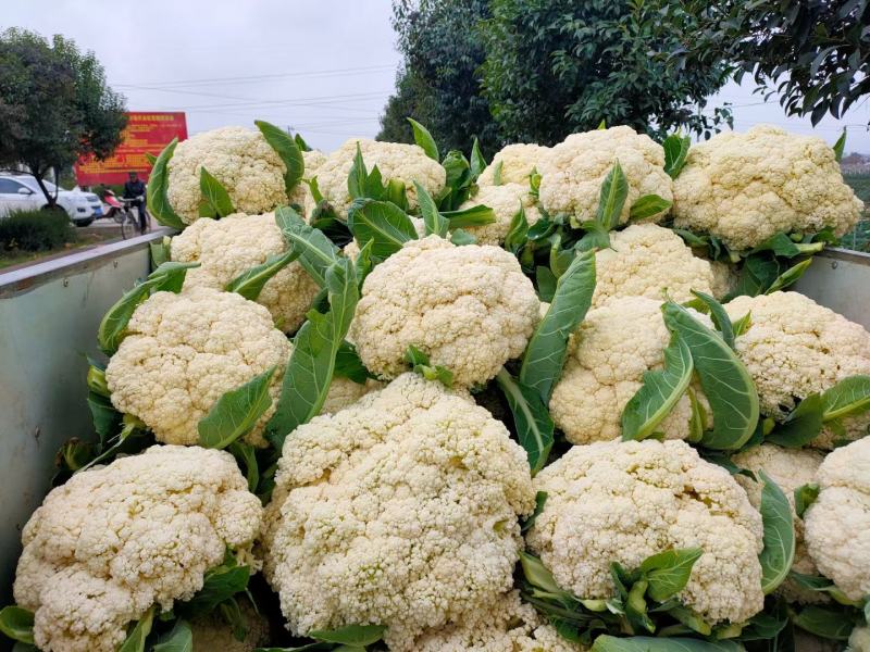 陕西有机菜花，松花菜，菜花基地欢迎各大市场电商对接