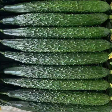 聊城莘县黄瓜，密刺黄瓜，精品瓜，山东黄瓜，大量上市。