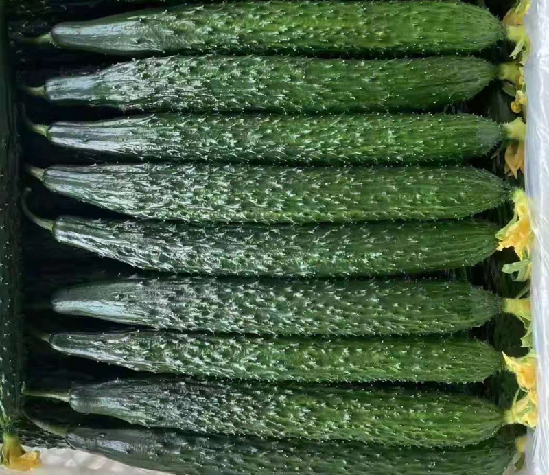 聊城莘县黄瓜，密刺黄瓜，精品瓜，山东黄瓜，大量上市。