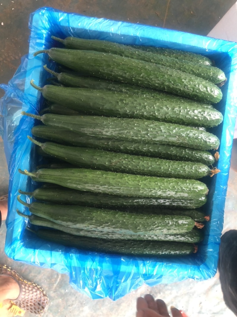 聊城莘县黄瓜，密刺黄瓜，精品瓜，山东黄瓜，大量上市。