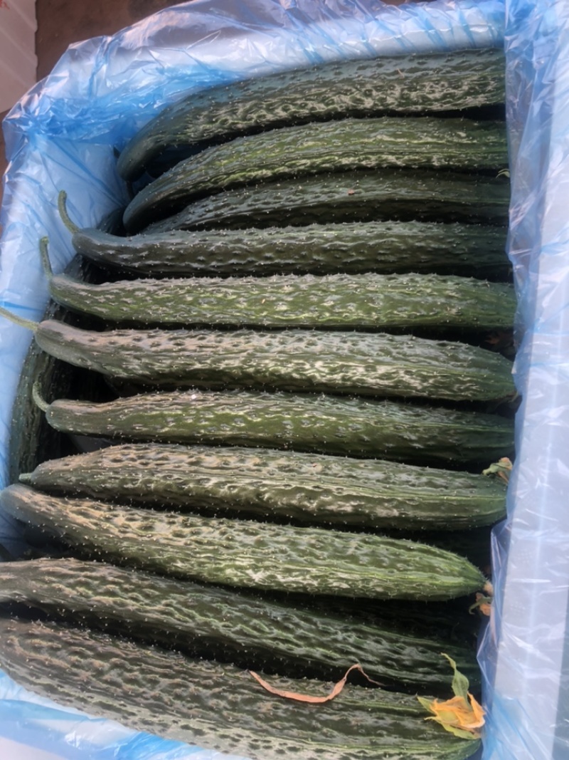 聊城莘县黄瓜，密刺黄瓜，精品瓜，山东黄瓜，大量上市。