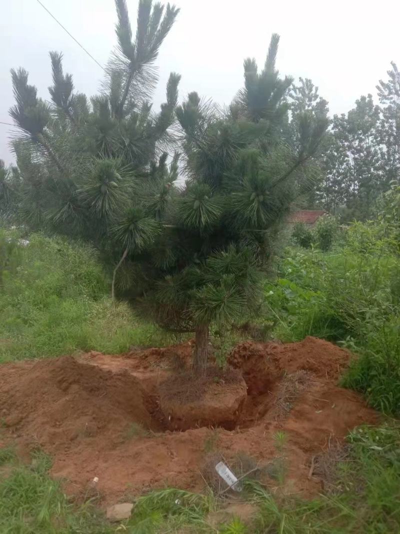 油松苗基地直供一手货源量大从优需要联系