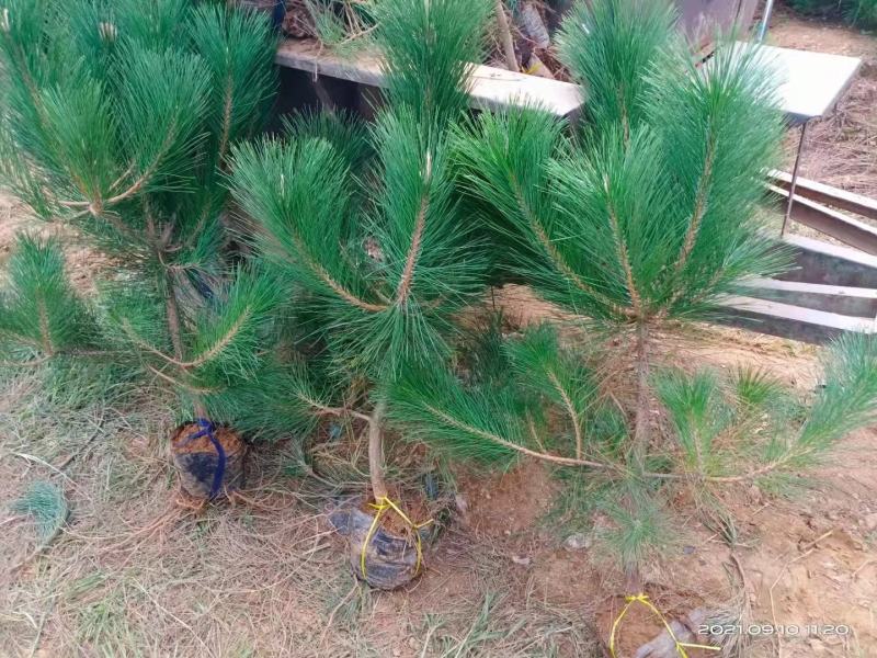 油松苗基地直供一手货源量大从优需要联系