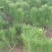 油松苗基地直供一手货源量大从优需要联系