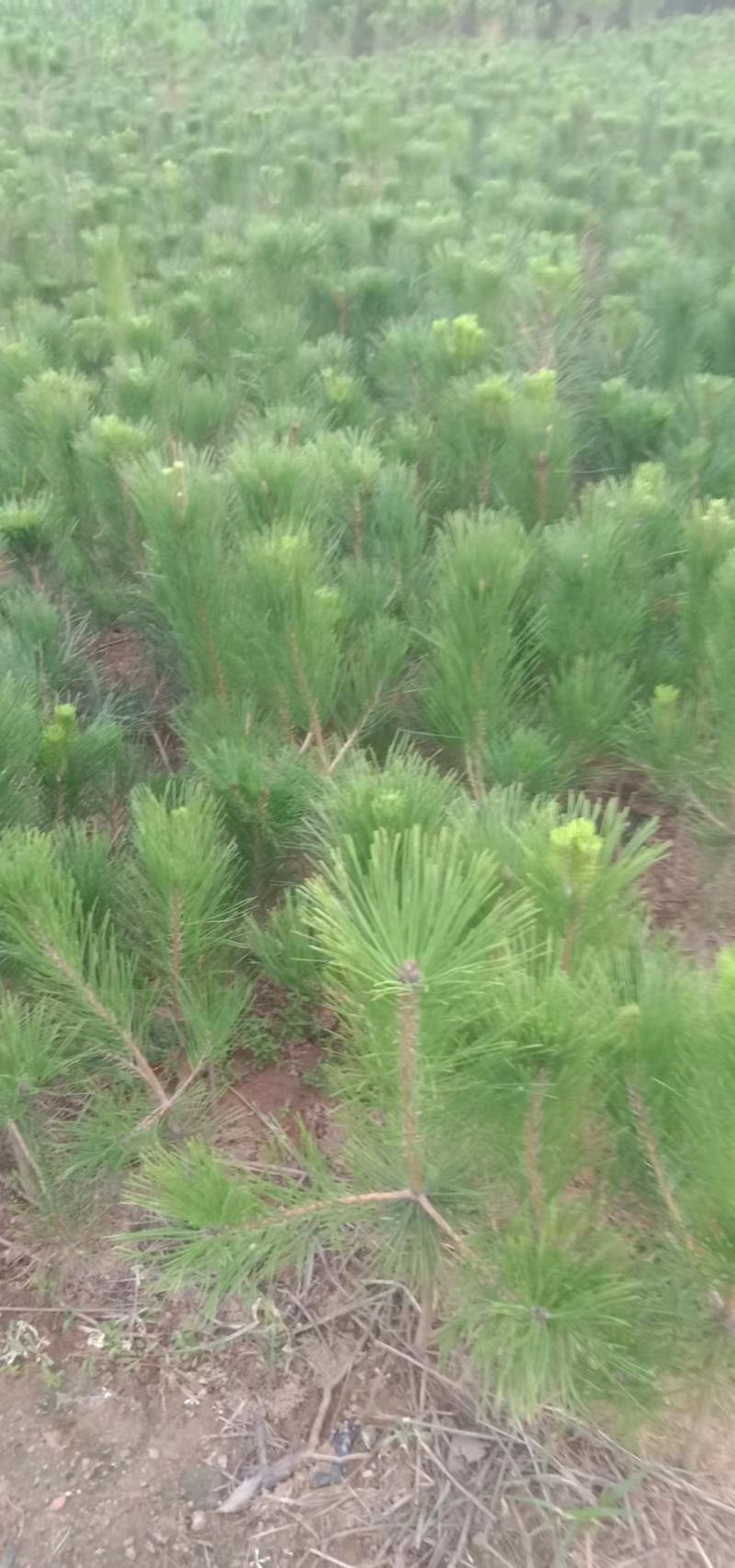 油松苗基地直供一手货源量大从优需要联系
