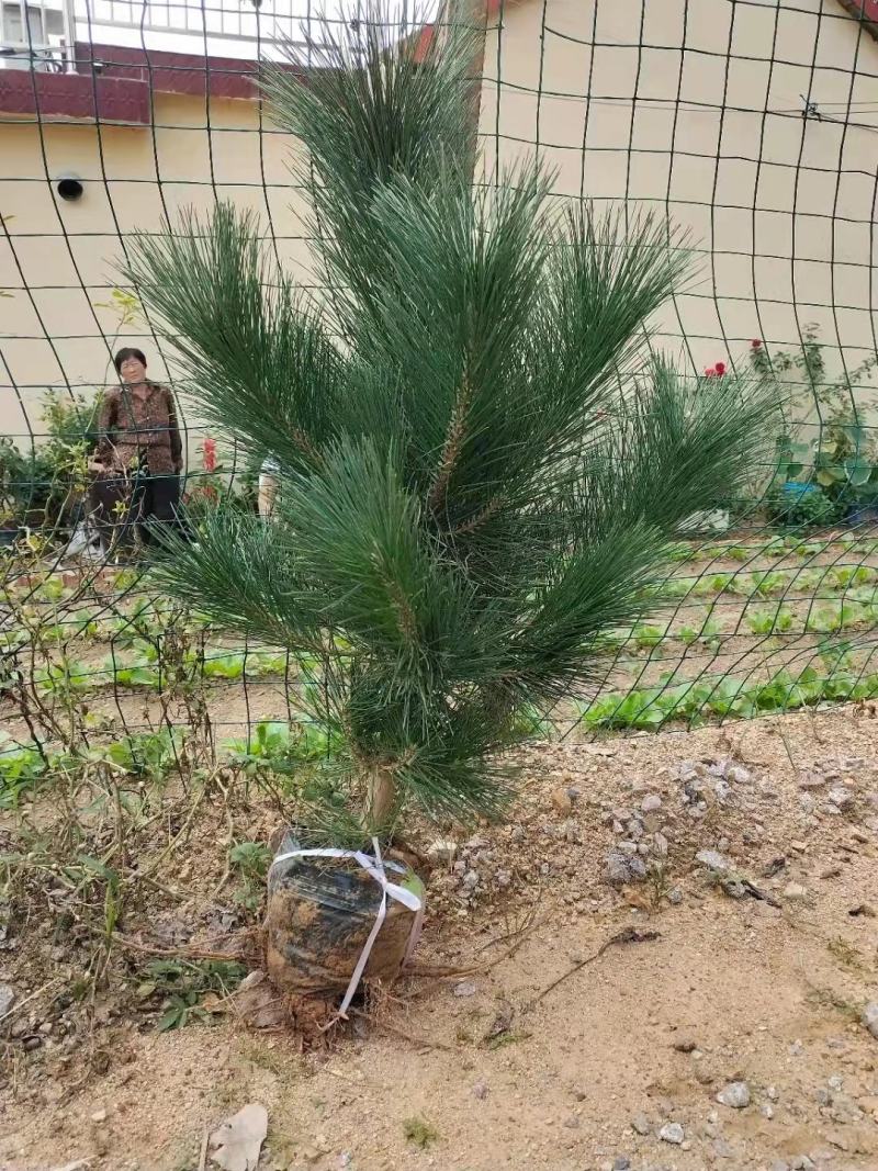 油松苗基地直供一手货源量大从优需要联系