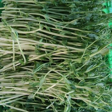 豌豆苗零添加活体芽苗菜豌豆芽苗菜
