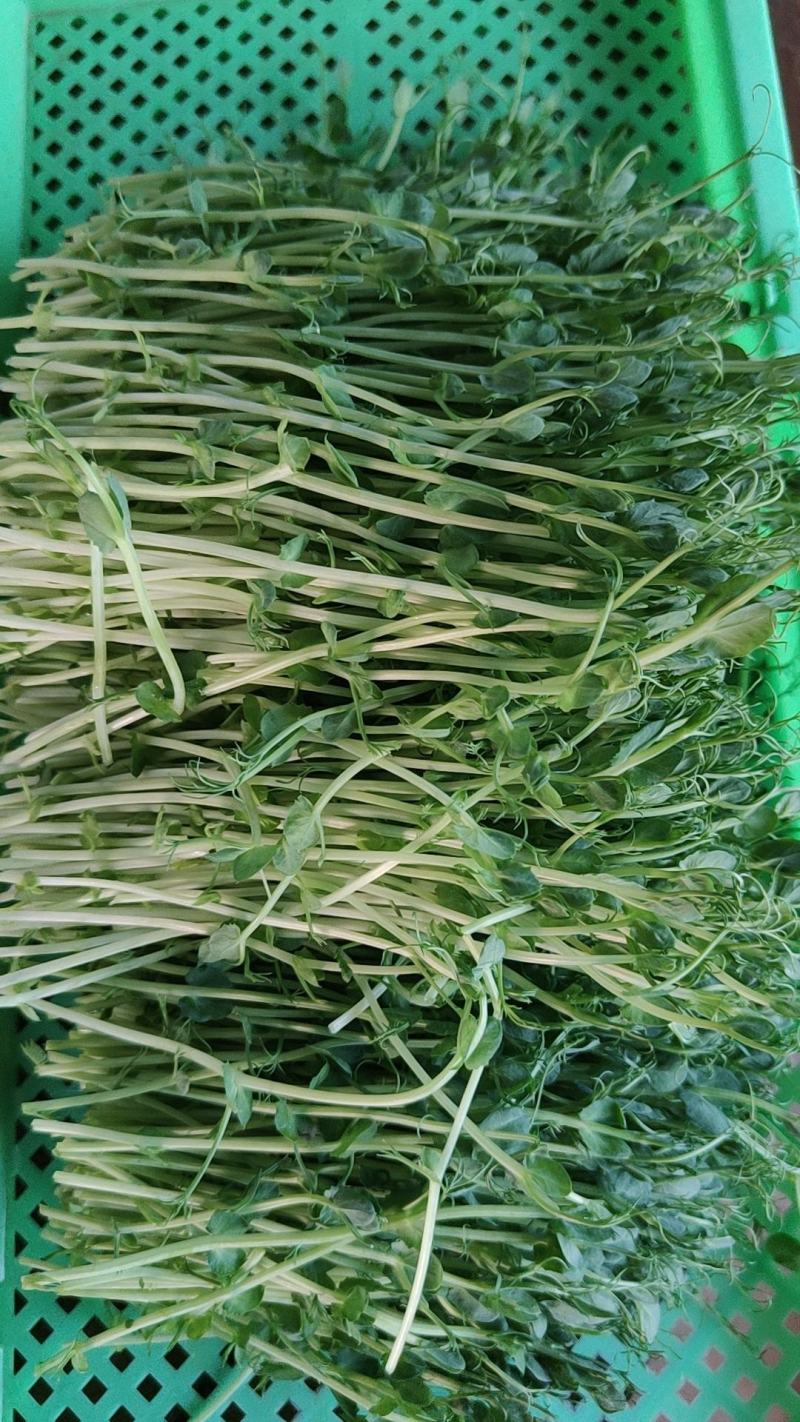 豌豆苗零添加活体芽苗菜豌豆芽苗菜