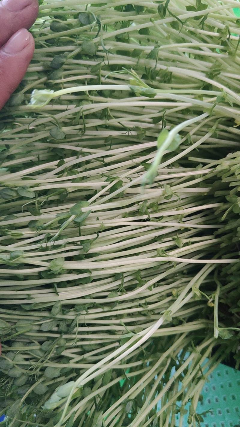豌豆苗零添加活体芽苗菜豌豆芽苗菜