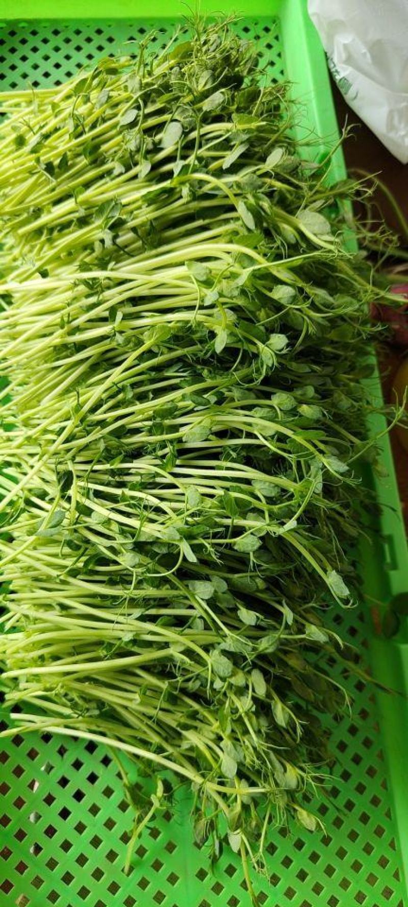 豌豆苗零添加活体芽苗菜豌豆芽苗菜