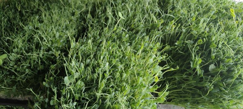 豌豆苗零添加活体芽苗菜豌豆芽苗菜