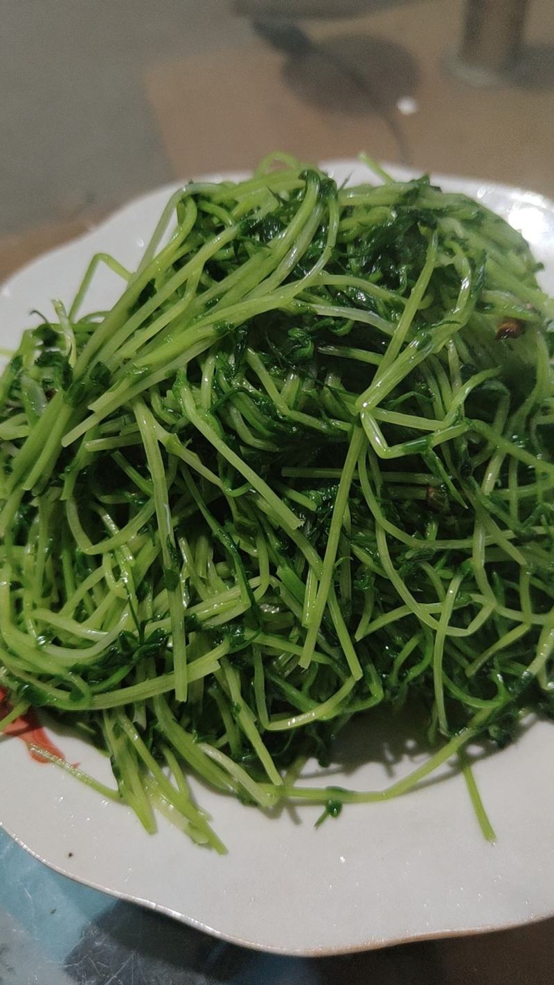 豌豆苗零添加活体芽苗菜豌豆芽苗菜