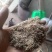 2022年新鲜花出秧草粉细粉