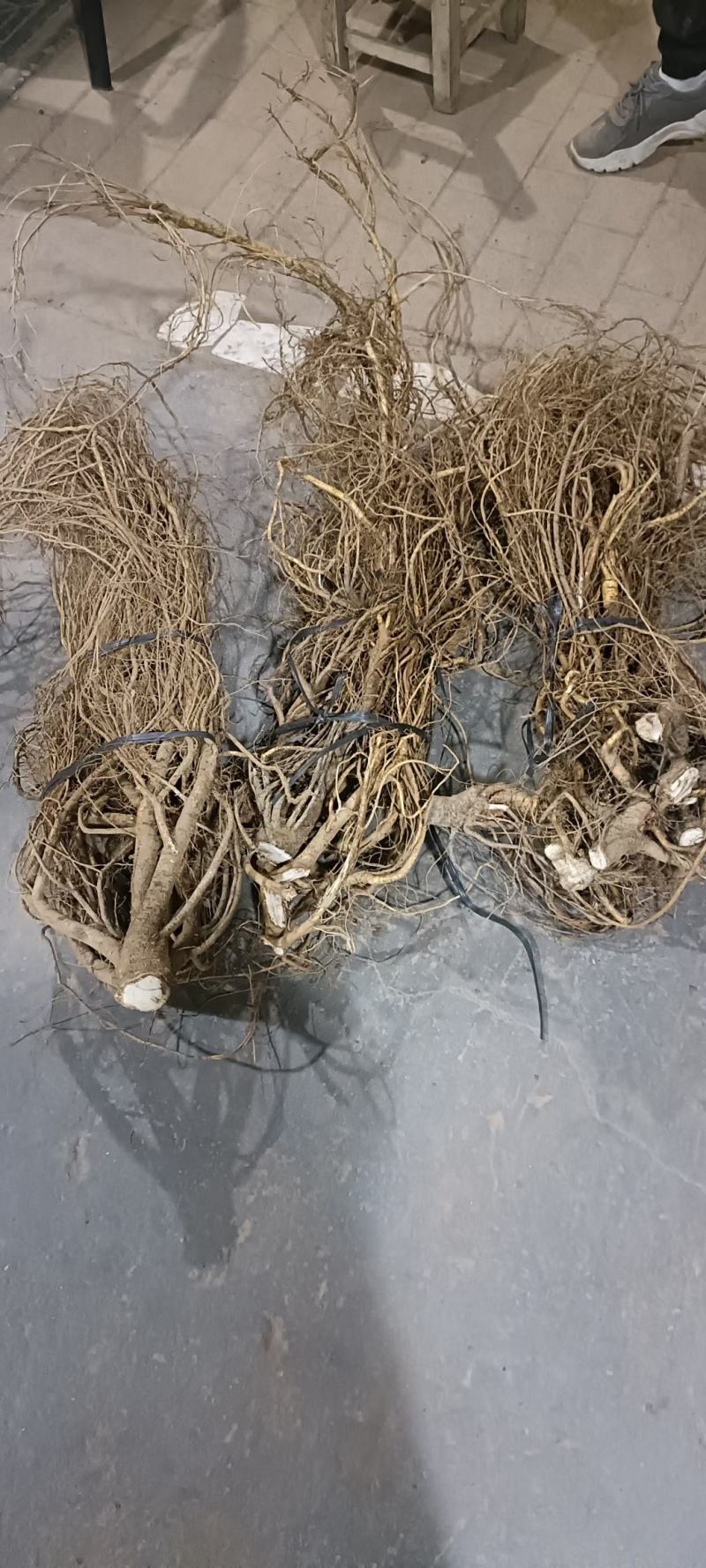 新鲜五指毛桃，长期供应，(珠三角早上发货下午到)