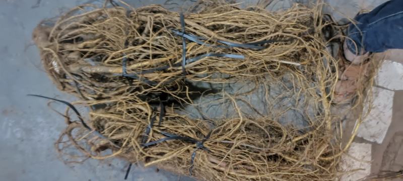 新鲜五指毛桃，长期供应，(珠三角早上发货下午到)