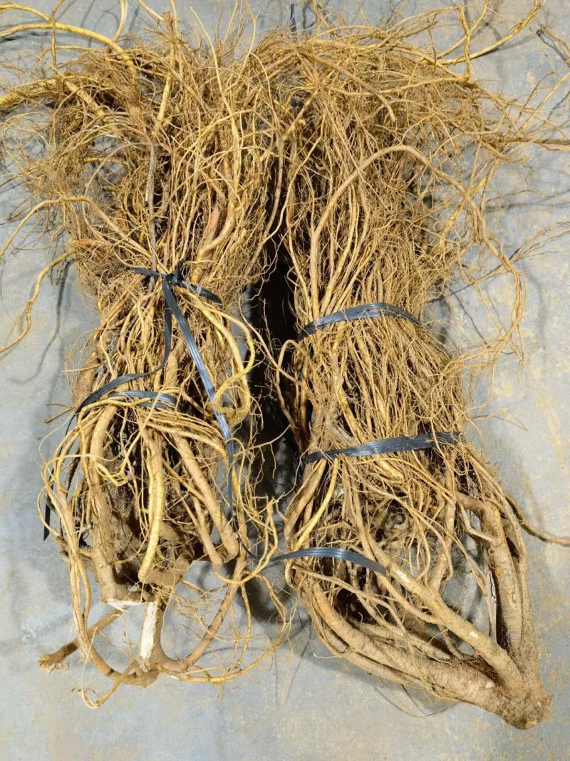 新鲜五指毛桃，长期供应，(珠三角早上发货下午到)