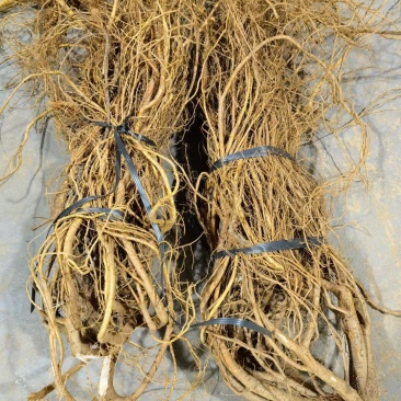 新鲜五指毛桃，长期供应，(珠三角早上发货下午到)