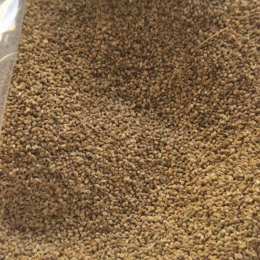 明生种业白骨黄心芹菜种子高产量抗病强