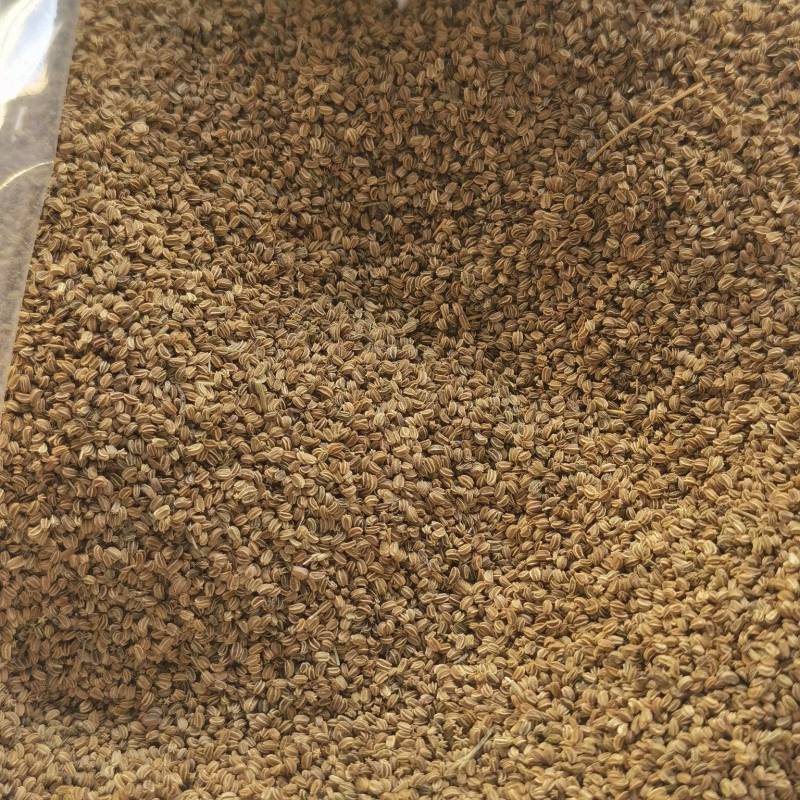 明生种业白骨黄心芹菜种子高产量抗病强
