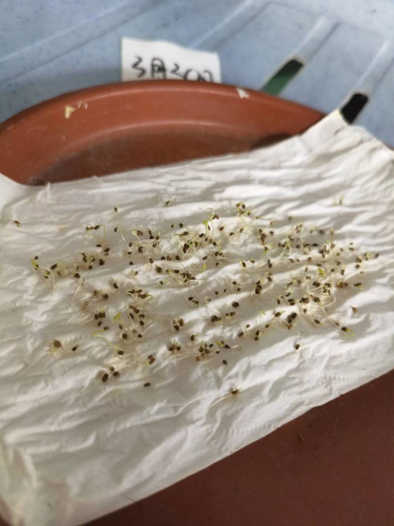 明生种业白骨黄心芹菜种子高产量抗病强