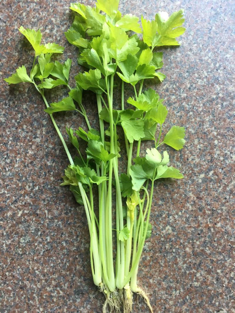 明生种业白骨黄心芹菜种子高产量抗病强