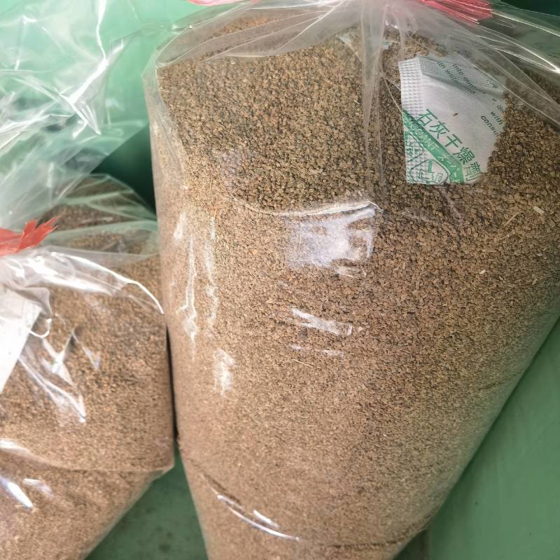 明生种业白骨黄心芹菜种子高产量抗病强