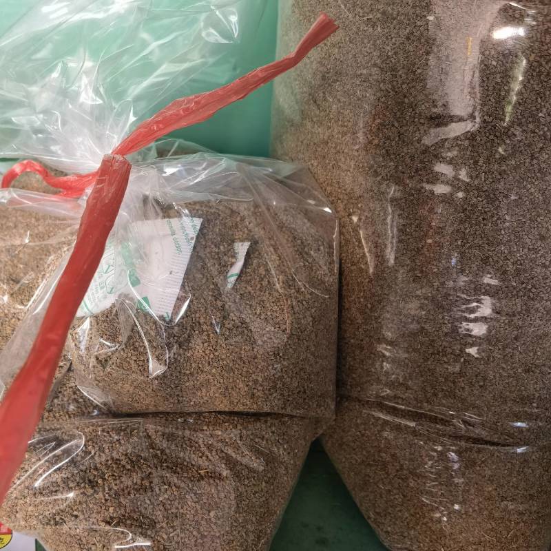 明生种业白骨黄心芹菜种子高产量抗病强