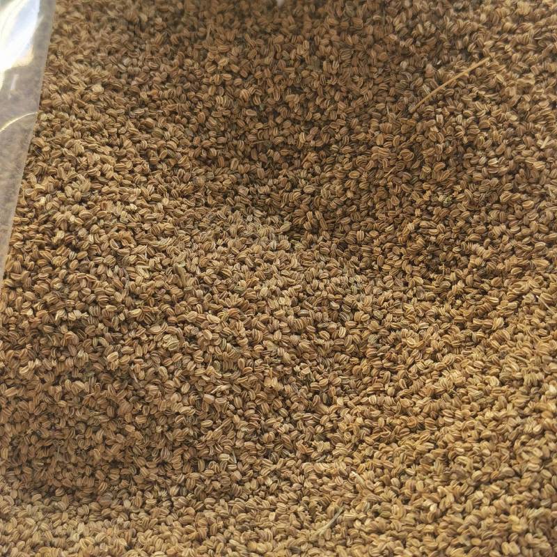 明生种业白骨黄心芹菜种子高产量抗病强