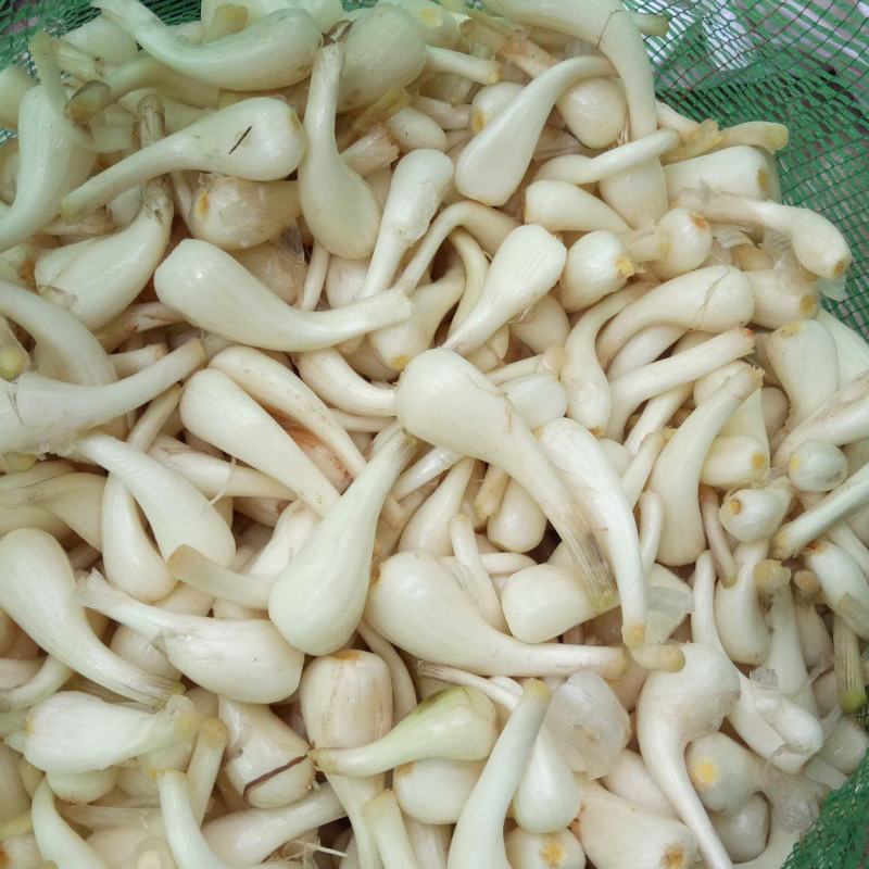 宜宾三江新区马家特产高规格光头无农药葱香藠头