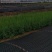 【推荐】荒山造林柏树苗一手货源欢迎咨询