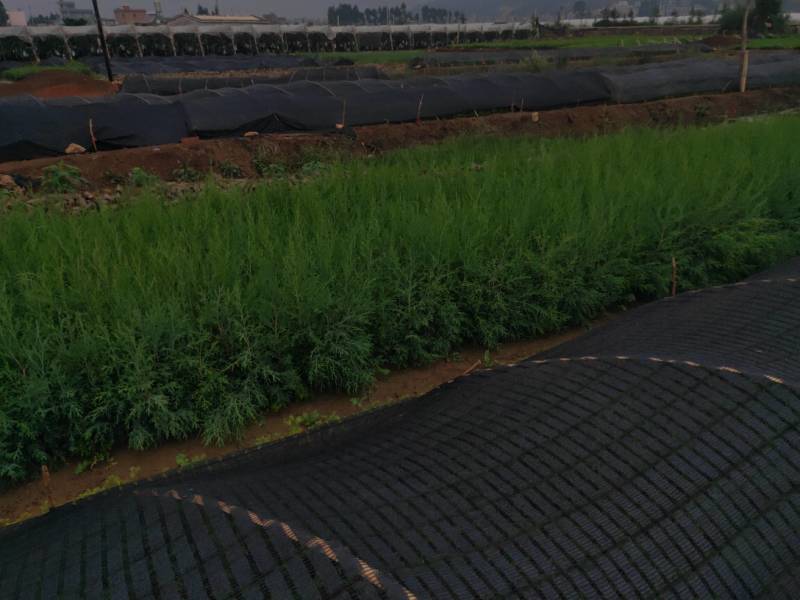 【推荐】荒山造林柏树苗一手货源欢迎咨询