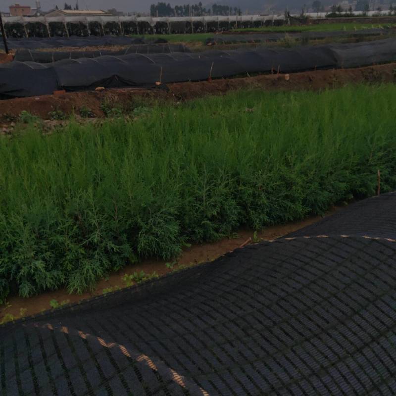 【推荐】荒山造林柏树苗一手货源欢迎咨询